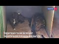 В Севастополе нашли новое место под приют для бездомных животных