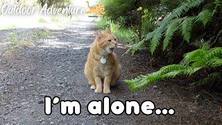 A cat that was left to walk on his own by his brother...【日本語CC】