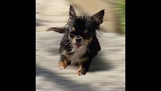 Brindille Après La Douche