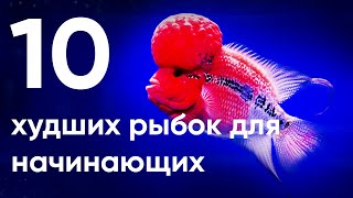 10 худших рыбок для начинающих