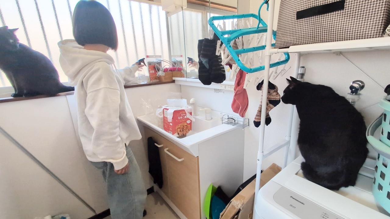 猫と犬と私の借家生活!巨大化したなめことにぎやかな一日!