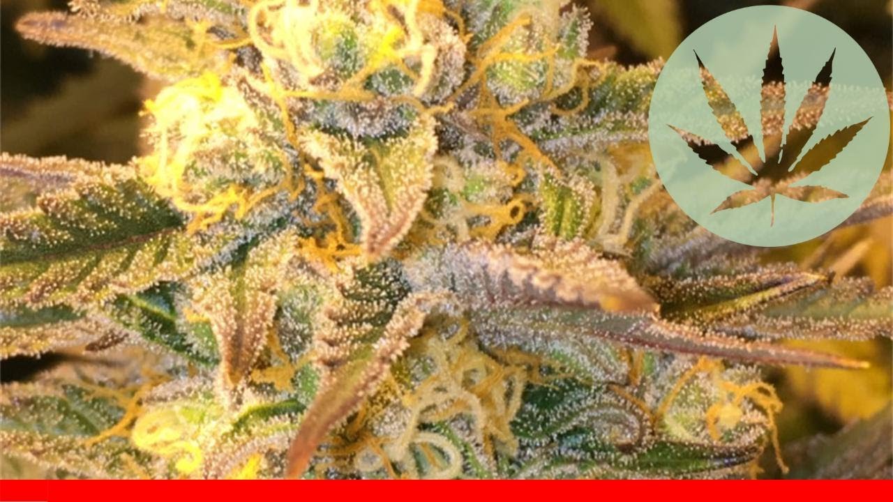Critical Widow - All About This Strain