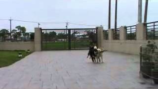 .wmv