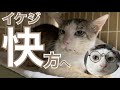 【快】瀕死だったイケジ回復傾向!・猫活係の子を紹介②次男『スネオ』との出会いから現在!