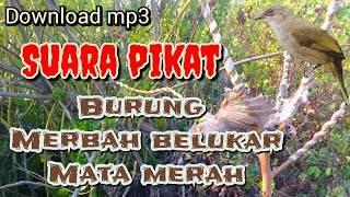 DOWNLOAD SUARA PIKAT burung merbah belukar mata merah terbaru ORA UMUM