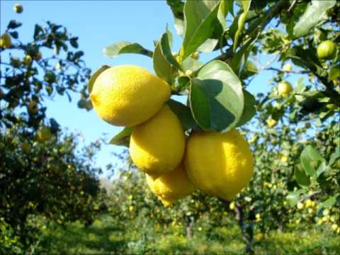 Wo die Zitronen blühn op. 364 - Johann Strauss II