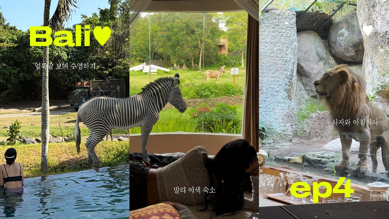 Ep4. 여기가 발리야?아프리카야?🦓🦒 l 발리 이색 숙소 l 얼룩말 보며 수영하고 l 🦁사자와 아침식사 l 기린뷰 호텔 l 마라리버사파리🐊