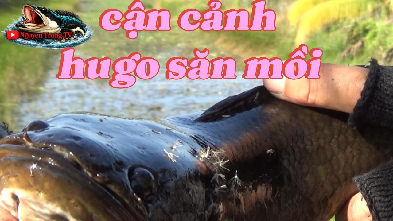 Câu Cá Lóc Ngoài Tràm Chim || Cận cảnh cá táp mồi