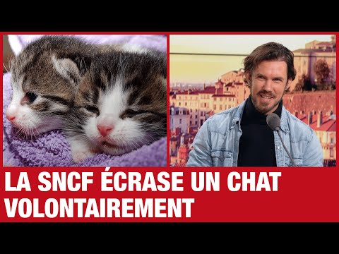 La SNCF a écrasé un chat volontairement, sous les yeux de sa propriétaire, pour éviter un retard.