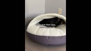 Introducing the Snoozer Cozy Cave Dog Bed  The Perfect Bed for Burrowing Dogs!