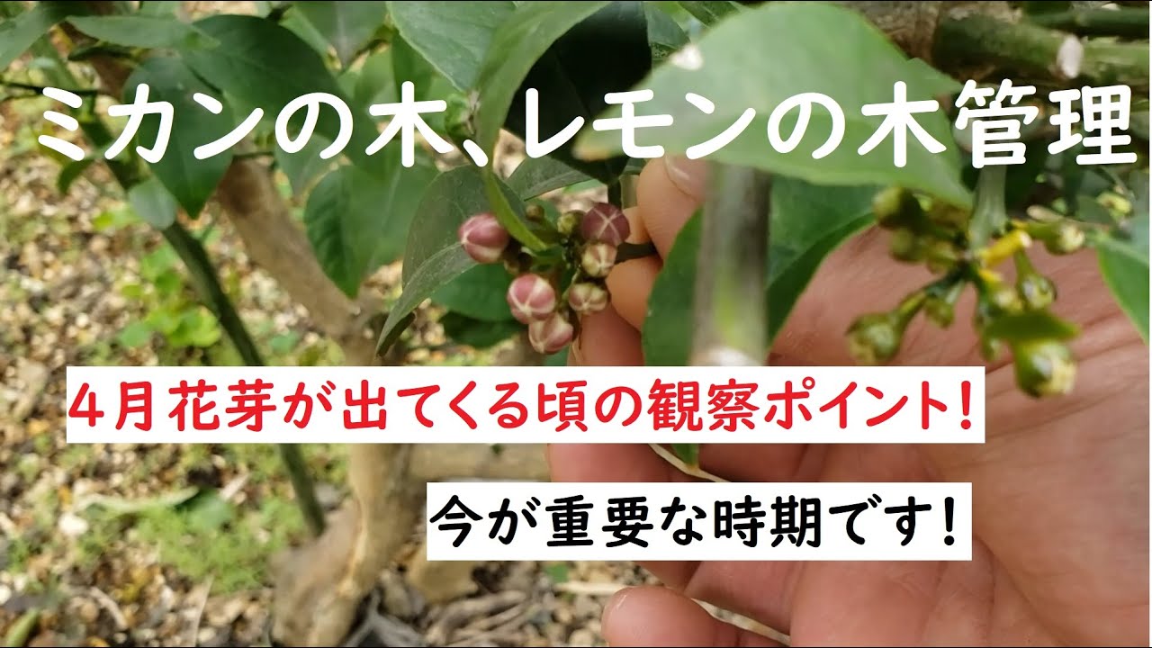 ミカンの木 レモンの木 新芽 春芽 は切らないでください Youtube