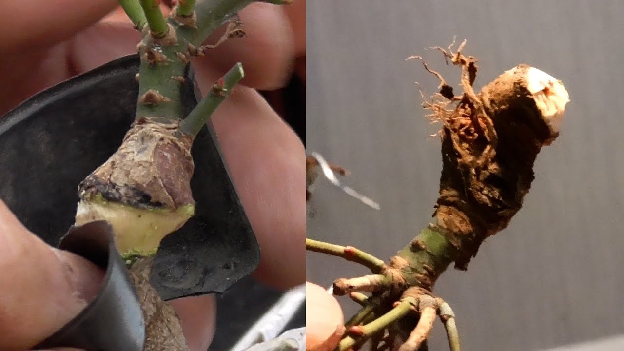 獅子頭もみじの取り木の一部始終全部見せます【With subtitles】