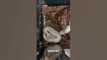 Bamboo Clown. #shorts #ballpython #snake #reptile #short #ballpythonmorphs #shortvideo #amazing