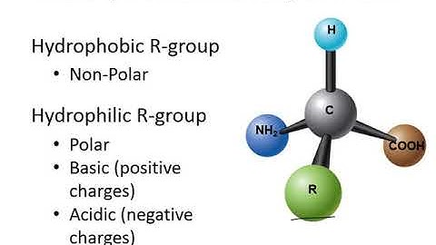 Chapter 4   protein structure