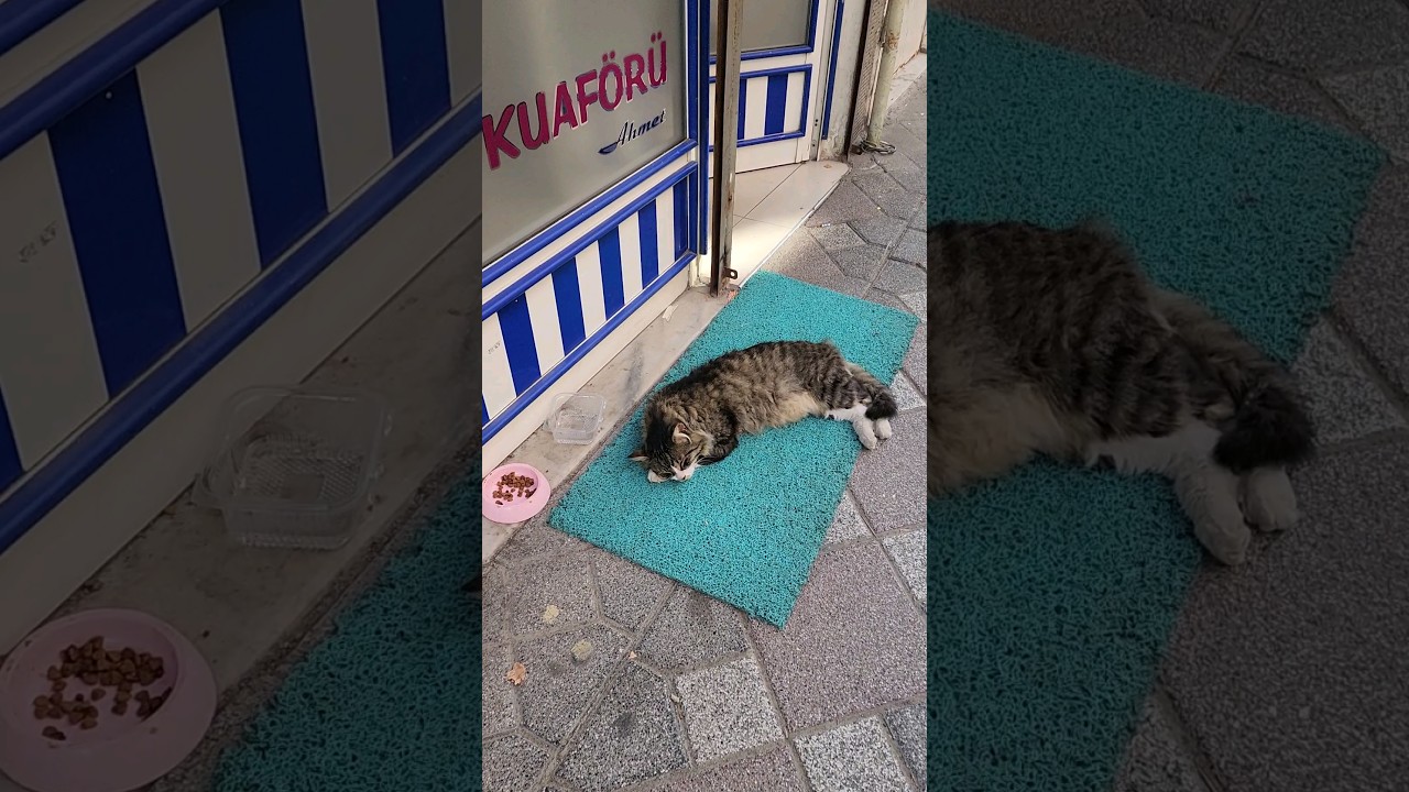 4 cats guarding a Louis Vuitton store in Istanbul : r/cats