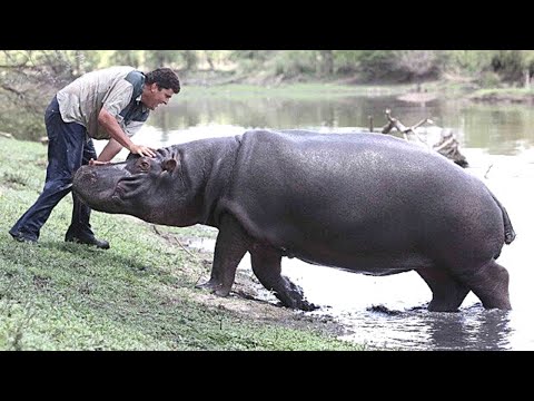 Vídeo: D'on provenen els hipopòtams?