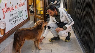 Homeless Dog Kept Asking Café Visitors for a Home… Until Someone Finally Said Yes
