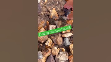 Fossil hunting done right 🦖| Dinosaur Bone #fossil #dinosaur #shorts #fyp #viral #isleofwight