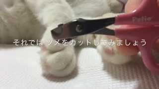 猫ちゃん用の爪切りでツメをカットしてみました　【白猫のら #8】
