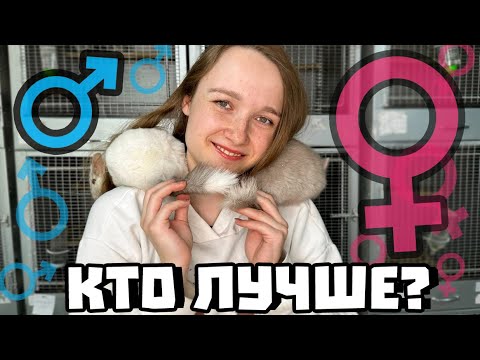 Мальчик или девочка? | Кто из них лучше? | Как определить пол шиншиллы