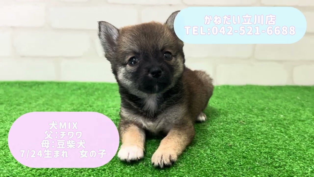 価格の安い【動画あり！】犬MIX(父：チワワ×母：豆柴犬)♀ 兄妹入舎