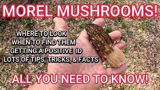 HOW TO FIND  AND ID MORELS CONSISTENTLY!