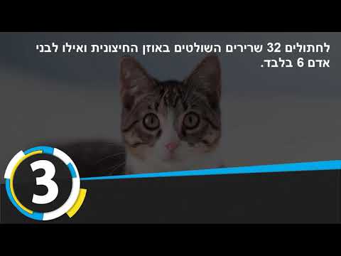 וִידֵאוֹ: 10 המצבים הרפואיים המובילים לחתולים