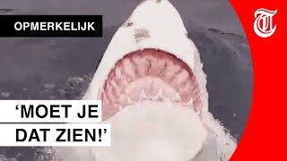 Bijzondere Beelden Van Witte Haai Is Dit Normaal?