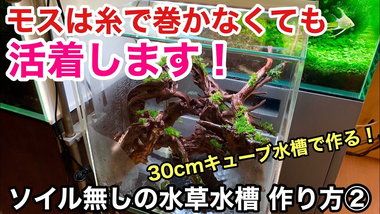 ソイルを使わずに３０cmキューブ水草水槽を作る方法 モス活着編 Adaネイチャーアクアリウム小型水槽立ち上げ初心者 化粧砂 活着水草 ウォーターフェザー プレミアムモス ウィローモス 流木レイアウト Youtube