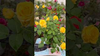Rose Care with NPK Fertilizer 🌹 | More Buds &amp; Blooming Flowers ✨#reels #viral #gardening