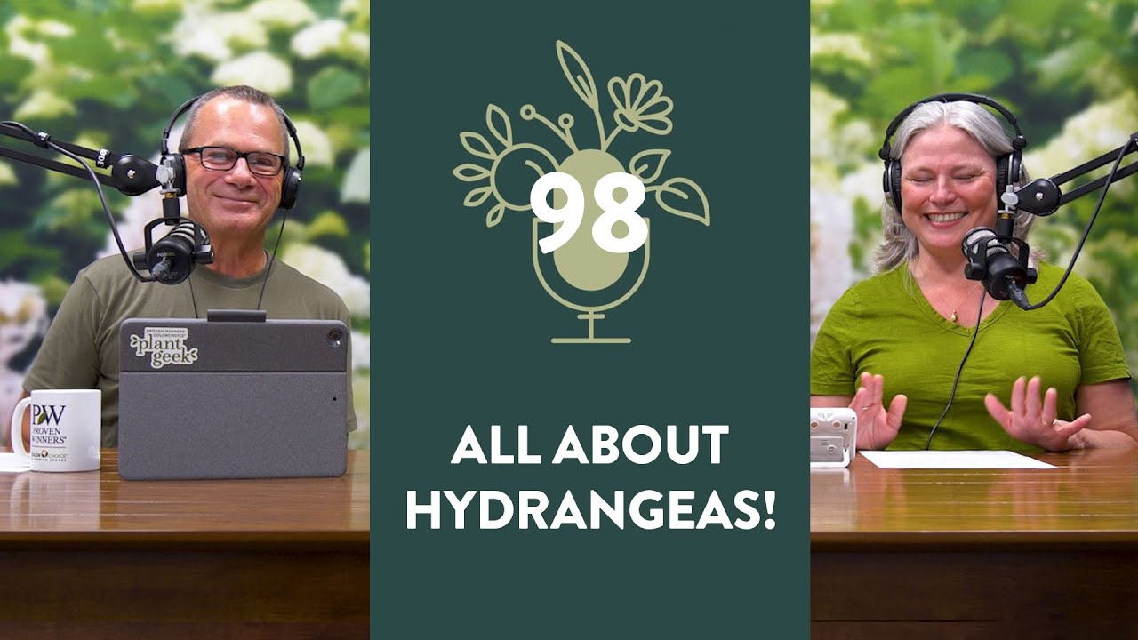 The Hydrangea Show! | 98