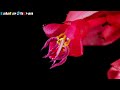 Medinilla Magnifica Flower (Rose Grape) Bloom Time-Lapse | #balakayohdyan