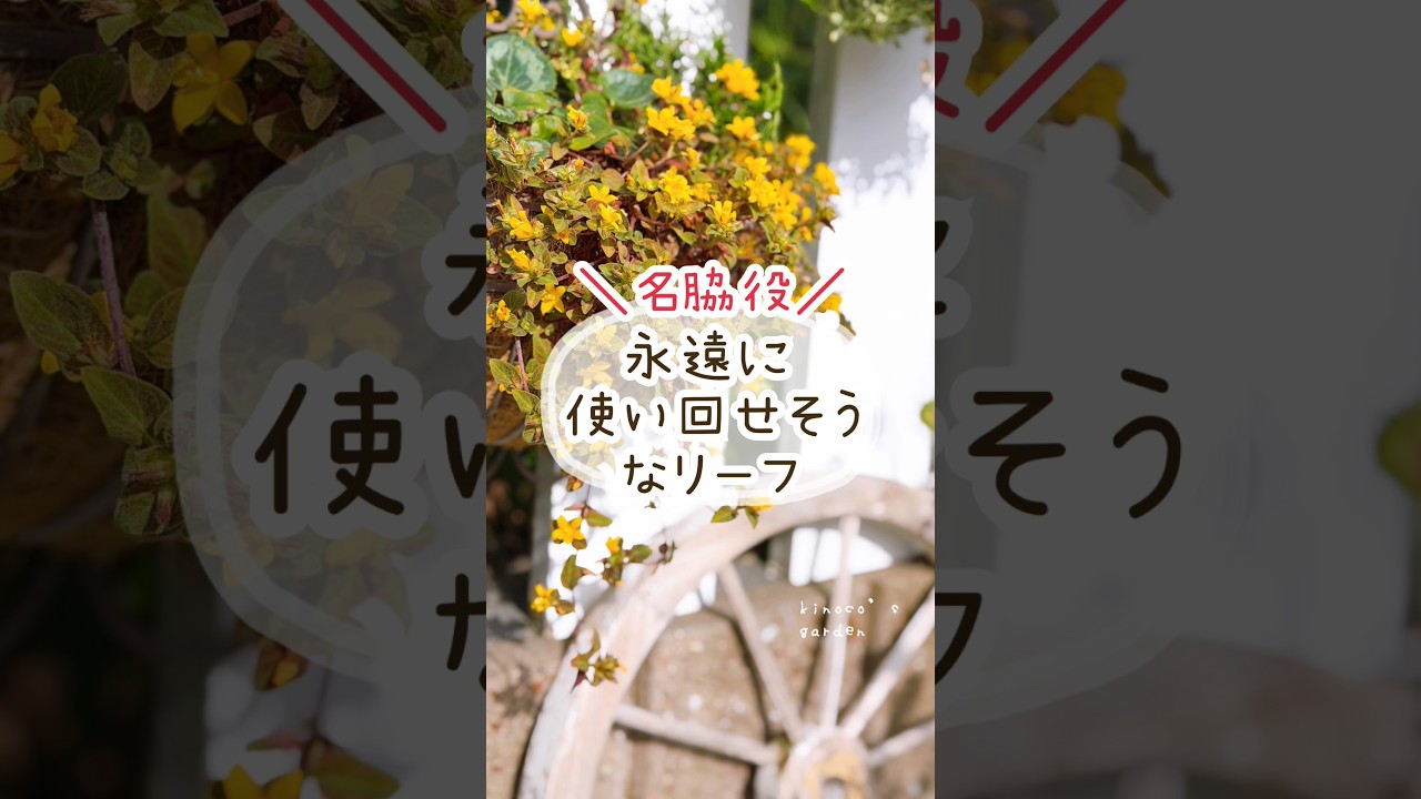 一度買ったら一生使い回せそうなリース
