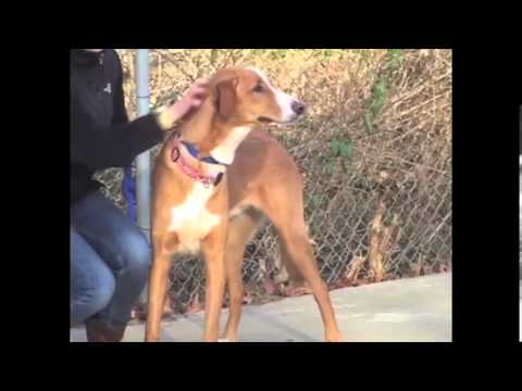 Videó: Adoptable Dog Of The Week - Forrest