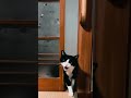 Öffne, ich bin zu Hause #katze #kitty #katzen #kätzchen #catlover #cats #cat #cute