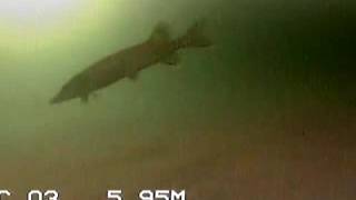 Big Pike Strike! - Aqua Vu Micro Underwater Camera - Ice Fishing