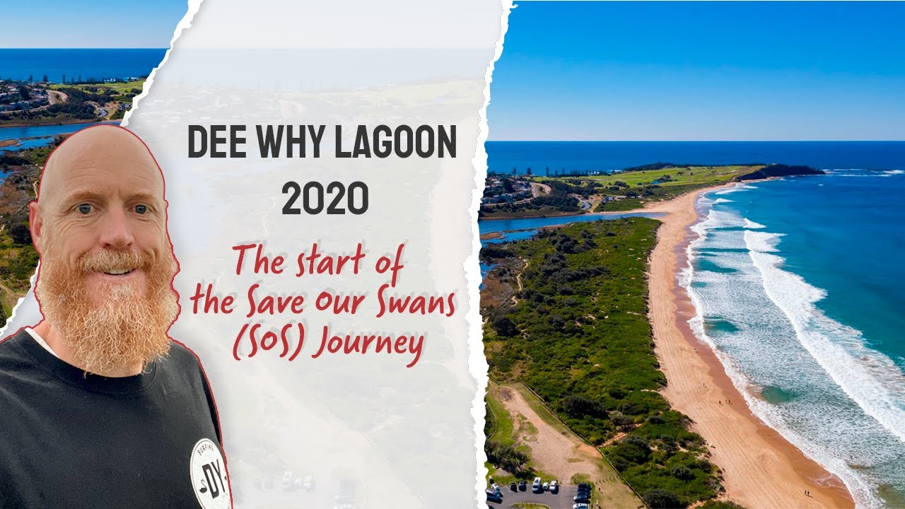 Dee Why Lagoon 2020 - The start of the Save Our Swans SOS Journey