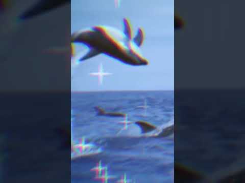 Дельфины😍😍😍😍я их обожаю