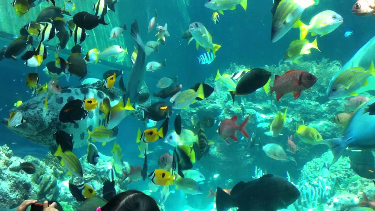 沖縄美ら海水族館 熱帯魚の海 Youtube