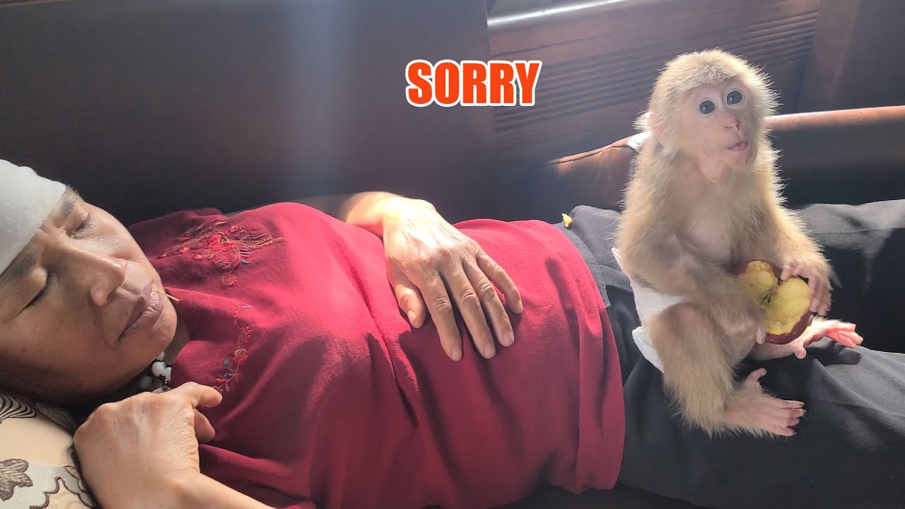 Monkey David secretly stole Grandma's apples while she was sleeping.