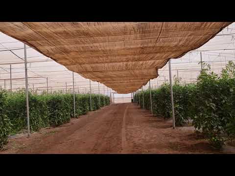 Vídeo: Mosaico De Tomate