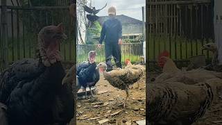 pentingnya pake topi kalo ke kandang #hobiternak #peternaksejahtera #ayamkampung #kalkun #pmti