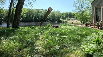 Solo rigging a sugar maple, the stem bounced a good 4 feet.