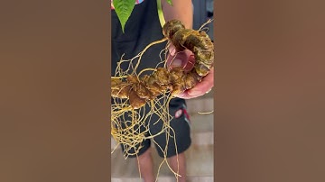 2 củ sâm rừng 220 gam lợi củ quá trời luôn mời các bác gọi 0377965679 e Nguyệt nhé