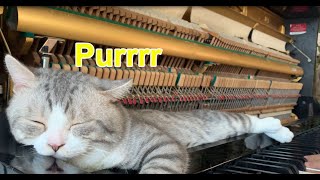 Cat Purr Chill Music | 渡我不渡她 (Du Wo Bu Du Ta) Cozy Piano for Deep Sleep 🐾💤
