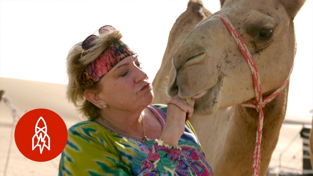 Finding a Second Life on a Camel Farm