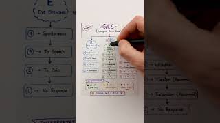 🚨 IMPORTANT FOR NURSING STUDENTS Glasgow Coma Scale (GCS) Easy to Remember Exam Revision#viralvideo
