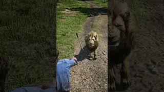 R260 simulate survival skill in rdr#survivalskills#shorts
