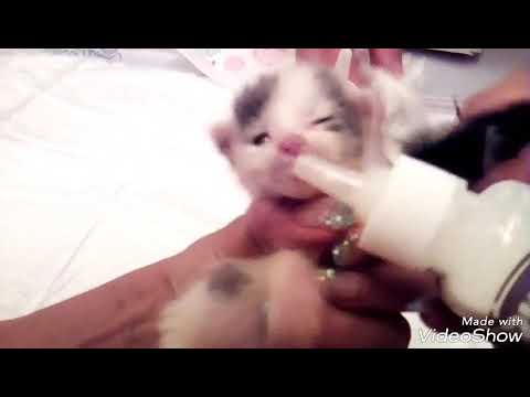 Katzen Babys Mit Flasche Aufziehen Youtube