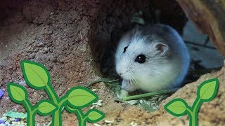 Winter White Dwarf Hamster Explores Natural-ish Tank